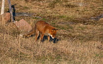 Red fox (Vulpes vulpes) foraging, Finstrom, Ahvenanmaa / Aland Islands Archipelago, Finland. April