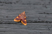 Gold triangle moth (Hypsopygia costalis) Lemland, Ahvenanmaa / Aland Islands Archipelago, Finland. September