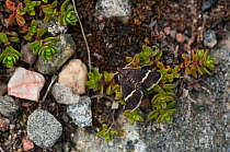 Sable moth (Pyrausta cingulatus) Kokar, Ahvenanmaa / Aland Islands Archipelago, Finland. July