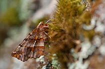 Early thorn moth (Selenia dentaria) Jyvaskya, Keski-Suomi, Lansi- ja Sisa-Suomi / Central and Western Finland, Finland. May