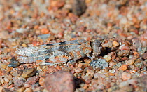 Slender Blue-winged Grasshopper (Sphingonotus caerulans) adult female, Hanko, Uusimaa, Etela-Suomi / South Finland, Finland. August