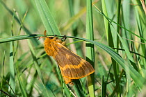 Moth (Lemonia dumi) newly emerged female, Hanko, Uusimaa, Etela-Suomi / South Finland, Finland. February