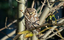 Tengmalm's owl (Aegolius funereus) Uto, Korppoo, Parainen / Lansi-Turunmaa, Lounais-Suomi, Varsinais-Suomi / Southwestern Finland, Finland. February