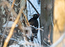 Black woodpecker (Dryocopus martius) female, Muurame, Keski-Suomi, Lansi- ja Sisa-Suomi / Central and Western Finland, Finland. January