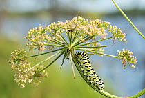 Swallowtail (Papilio machaon) larva on flower,  Leivonmaki National Park, Leivonmaki, Joutsa, Keski-Suomi, Lansi- ja Sisa-Suomi / Central and Western Finland, Finland. July