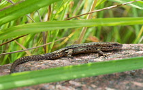 Viviparous lizard (Zootoca vivipara) Espoo, Uusimaa, Etela-Suomi / South Finland, Finland. August
