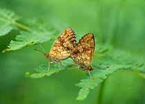 Lesser marbled fritillary (Brenthis ino) male and female in mating, Ita-Uusimaa, Etela-Suomi / South Finland, Finland. June
