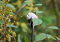 Long-tailed bushtit (Aegithalos caudatus) north European form with white head, Uto, Korppoo, Parainen / Lansi-Turunmaa, Lounais-Suomi, Varsinais-Suomi / Southwestern Finland, Finland. February