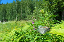 Black-veined white butterfly (Aporia crataegi) female in habitat, Korpilahti, Jyvaskya, Keski-Suomi, Lansi- ja Sisa-Suomi / Central and Western Finland, Finland. June