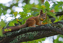 Red squirrel (Sciurus vulgaris) on branch, Paijat-Hame / Lahti, Etela-Suomi / South Finland, Finland. September