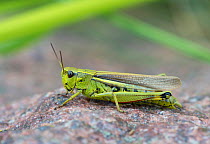 Large marsh grasshopper (Stethophyma grossum) adult, Espoo, Uusimaa, Etela-Suomi / South Finland, Finland. August