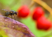 Fly (Brachycera) on Lily of the Valley berries, Parikkala, Etela-Karjala / South Karelia, Etela-Suomi / South Finland, Finland. September