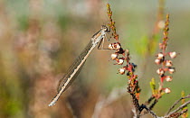 Siberian winter damselfly (Sympecma paedisca) female, Hanko, Uusimaa, Etela-Suomi / South Finland, Finland. September