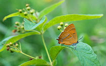 Brown hairstreak butterfly (Thecla betulae) female resting, Raasepori, Uusimaa, Etela-Suomi / South Finland, Finland. August