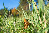 Moth (Lemonia dumi) male and female mating, Hanko, Uusimaa, Etela-Suomi / South Finland, Finland. February