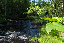 Banded demoiselle (Calopteryx splendens) male in habitat, Rutajoki river, Leivonmaki, Joutsa, Keski-Suomi, Lansi- ja Sisa-Suomi / Central and Western Finland, Finland. July