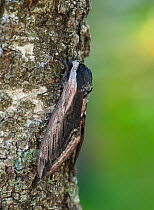 Privet hawk-moth (Sphinx ligustri) male on tree trunk, Lemland, Ahvenanmaa / Aland Islands Archipelago, Finland. June