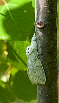 Lesser puss moth (Cerura erminea) female on tree trunk, Hamina, Kymenlaakso, Etela-Suomi / South Finland, Finland. June
