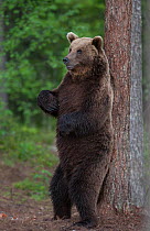 Brown bear (Ursus arctos arctos) scratching back on tree, Suomussalmi, Kainuu, Pohjois-Suomi / North Finland, Finland. June