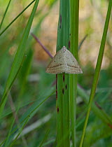 Brown silver-line moth (Petrophora chlorosata) on grass, Lemland, Ahvenanmaa / Aland Islands Archipelago, Finland. May