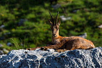 Apennine chamois (Rupicapra pyrenaica ornata) Central Apennines rewilding area, National Park of Abruzzo, Lazio and Molise, Italy, June.