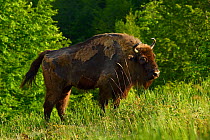 European bison / Wisent (Bison bonasus) released into the Tarcu mountains nature reserve, Natura 2000 area, Southern Carpathians, Romania. May 2014.