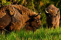European bison / Wisent (Bison bonasus) released into the Tarcu mountains nature reserve, Natura 2000 area, Southern Carpathians, Romania. May 2014.