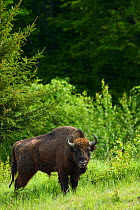 RF- European bison / Wisent (Bison bonasus) released into  Tarcu mountains nature reserve, Natura 2000 area, Southern Carpathians, Romania. May 2014. (This image may be licensed either as rights manag...