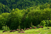 European bison / Wisent (Bison bonasus) herd released into the Tarcu mountains nature reserve, Natura 2000 area, Southern Carpathians, Romania. May 2014.