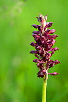 Bug orchid (Anacamptis coriophora) Tarcu mountains nature reserve, Natura 2000 area, Southern Carpathians, Romania, May.