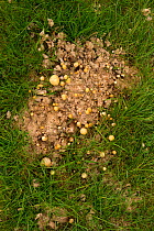 Mushrooms growing in horse dung, Tarcu mountains nature reserve, Natura 2000 area, Southern Carpathians, Romania, May.
