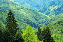 Beech (Fagus sylvatica) forest in Tarcu mountains nature reserve, Natura 2000 area, Southern Carpathians, Romania, May 2014.