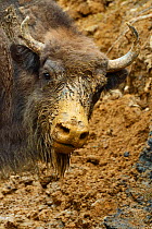 Portrait of European bison / Wisent (Bison bonasus) with muddy face after release into the Tarcu mountains nature reserve, Natura 2000 area, Southern Carpathians, Romania. May 2014.