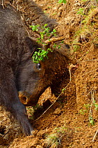 European bison / Wisent (Bison bonasus) released into the Tarcu mountains nature reserve, thrashing mud bank. Natura 2000 area, Southern Carpathians, Romania. May 2014.
