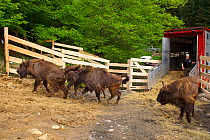 Release of European bison / Wisent (Bison bonasus) into the Tarcu mountains nature reserve, Natura 2000 area, Southern Carpathians, Romania. May 2014.