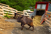 Release of European bison / Wisent (Bison bonasus) into the Tarcu mountains nature reserve, Natura 2000 area, Southern Carpathians, Romania. May 2014.