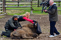 SVT TV host and film crew documenting the transportation of European bison / Wisent (Bison bonasus) from the Avesta Visentpark in Sweden to the Armenis area in the Southern Carpathians, Romania. May 2...