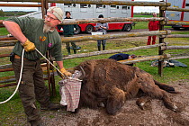 Joep van de Vlasakker with sedated European bison / Wisent (Bison bonasus) ready to load onto lorry for transportation from the Avesta Visentpark in Sweden to the Armenis area in the Southern Carpathi...