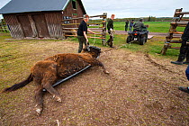 Men using quad bike to move sedated European bison / Wisent (Bison bonasus) before loading onto lorry for transportation from the Avesta Visentpark in Sweden to the Armenis area in the Southern Carpat...