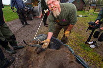 Joep van de Vlasakker removing ear tags from captive European bison / Wisent (Bison bonasus), prior to transporting the Bison from the Avesta Visentpark in Sweden and releasing them in the Armenis are...