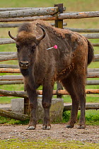 Captive European bison / Wisent (Bison bonasus) darted prior to transportation from the Avesta Visentpark in Sweden to the Armenis area in the Southern Carpathians, Romania. May 2014.