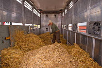 Joep van de Vlasakker preparing the hay in the lorry used to transport European bison / Wisent (Bison bonasus) from the Avesta Visentpark in Sweden to the Armenis area in the Southern Carpathians, Rom...