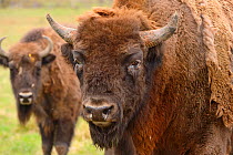 European bison / Wisent (Bison bonasus). Captive animals, prior to being transported from the Avesta Visentpark in Sweden and released in the Armenis area in the Southern Carpathians, Romania. May 201...