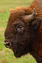 European bison / Wisent (Bison bonasus) bull portrait. Captive animal, prior to being transported from the Avesta Visentpark in Sweden and released in the Armenis area in the Southern Carpathians, Rom...
