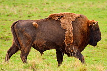 European bison / Wisent (Bison bonasus) walking. Captive animal, prior to being transported from the Avesta Visentpark in Sweden and released in the Armenis area in the Southern Carpathians, Romania....