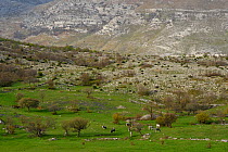 Boskarin cattle in montane meadow, part of the Turos program to breed back the extinct Auroch cattle. Mala Libinje, Velebit Mountains Nature Park, Croatia, April 2014.