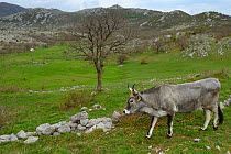 Boskarin cattle, part of the Turos program to breed back the extinct Auroch cattle. Mala Libinje, Velebit Mountains Nature Park, Croatia, April 2014.