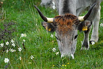 Boskarin cow grazing, part of the Turos program to breed back the extinct Auroch cattle. Mala Libinje, Velebit Mountains Nature Park, Croatia, April 2014.