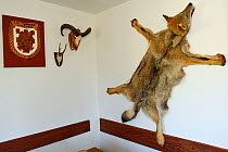 Wolf (Canis lupus lupus) skin hung on wall, Udbina hunting concession, Velebit Mountains Nature Park, Croatia, April 2014.