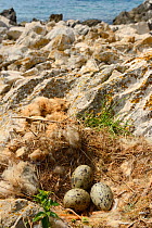 Yellow-legged gull (Larus michahellis) eggs in nest, Velebit Mountains Nature Park, Croatia, April 2014.